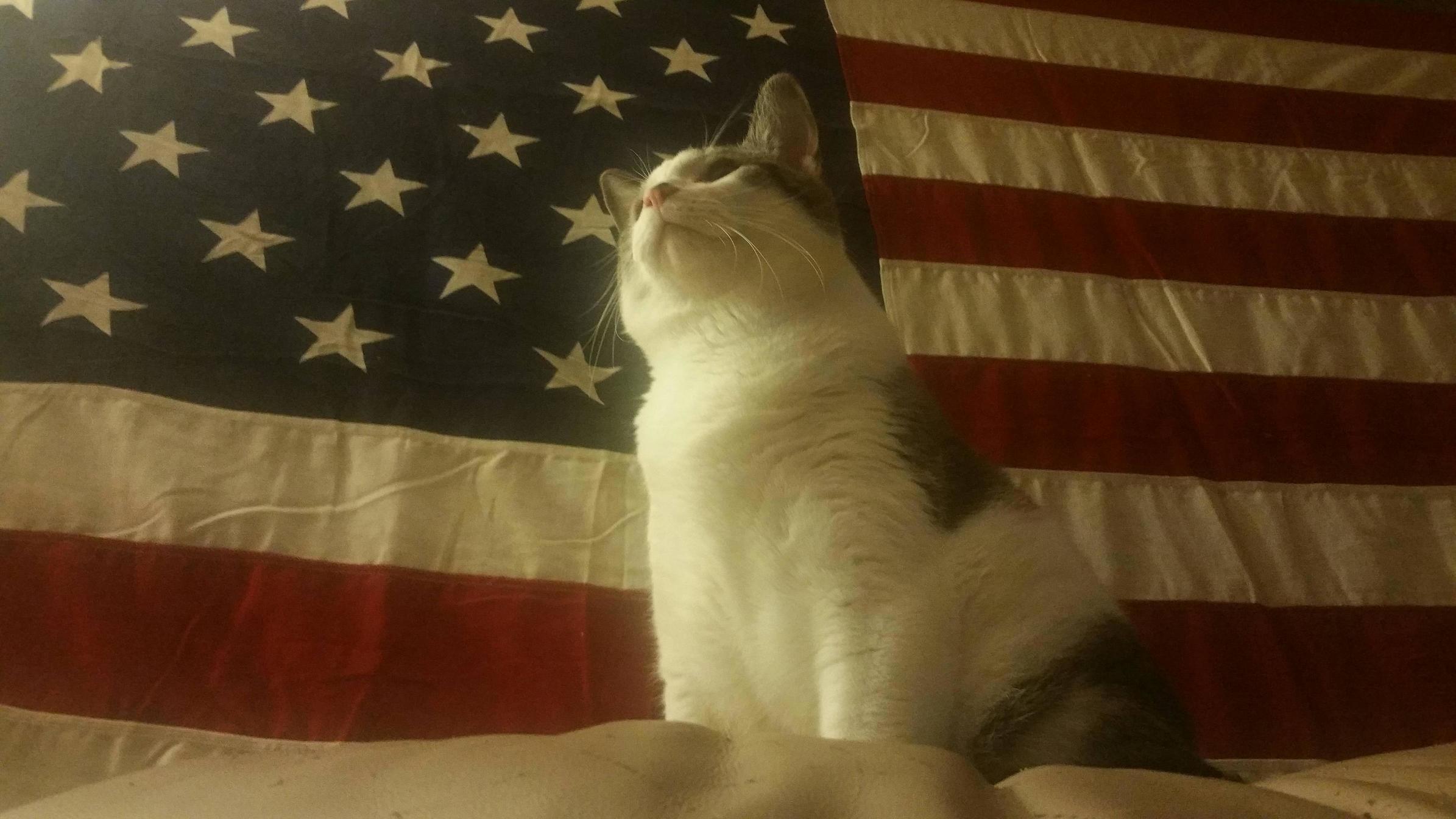 My patriotic kitty
