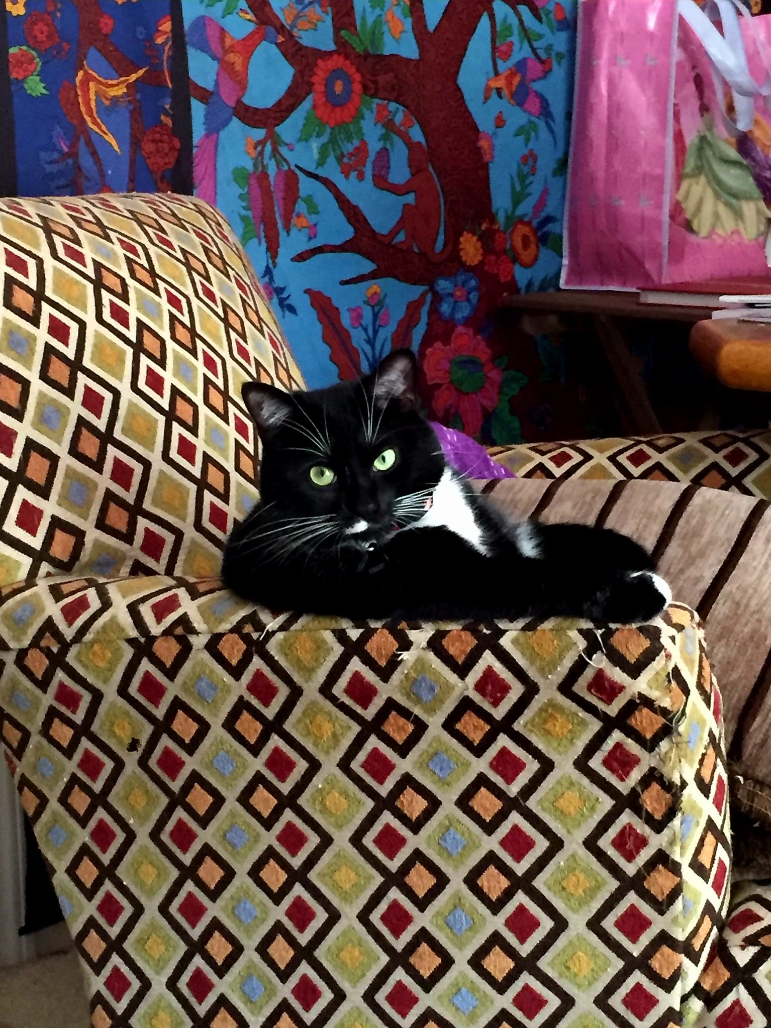 My sister got a picture of my cat looking like the most interesting cat in the world