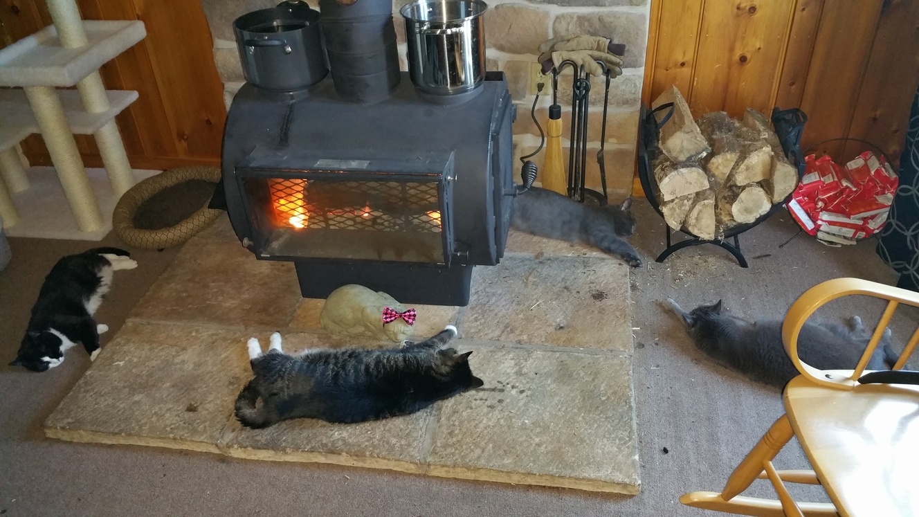My wood stove brings all the cats to the yard.