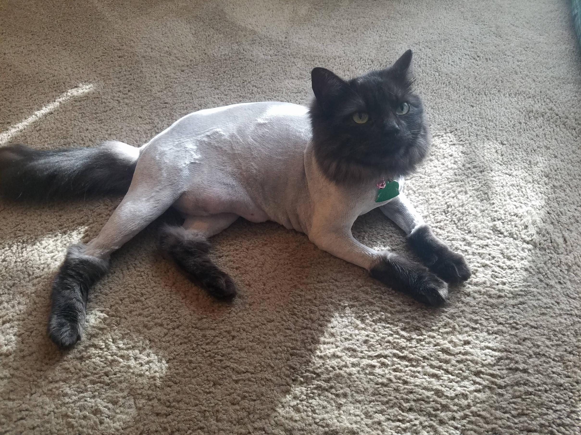 New haircut for kitty