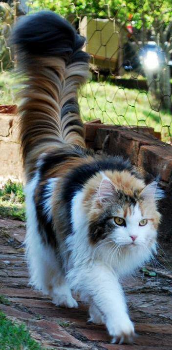 Perhaps one of the most majestic tails you will ever see.