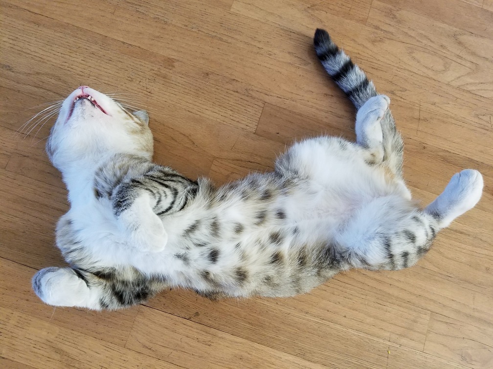 Pickles patiently waits for a victim to fall for his fluffy belly trap