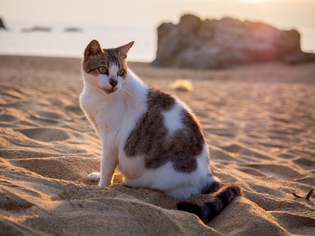 Pregnant stray cat at the beach