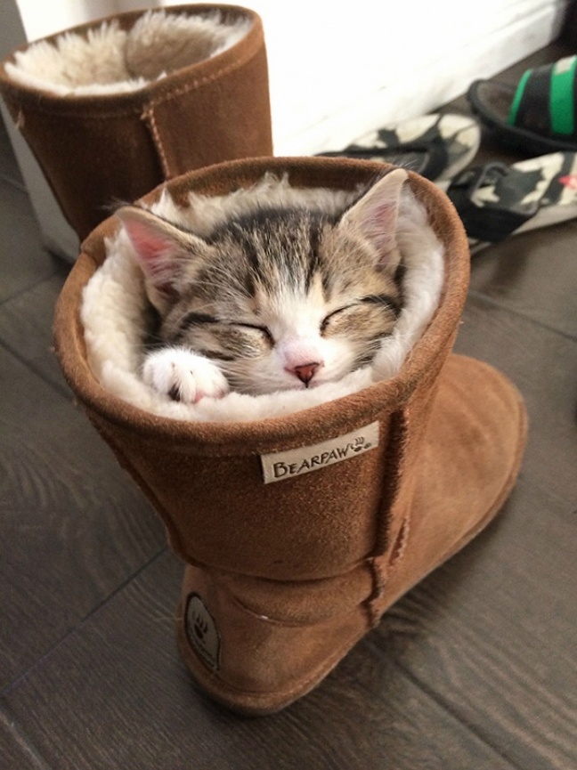 Puss in boot