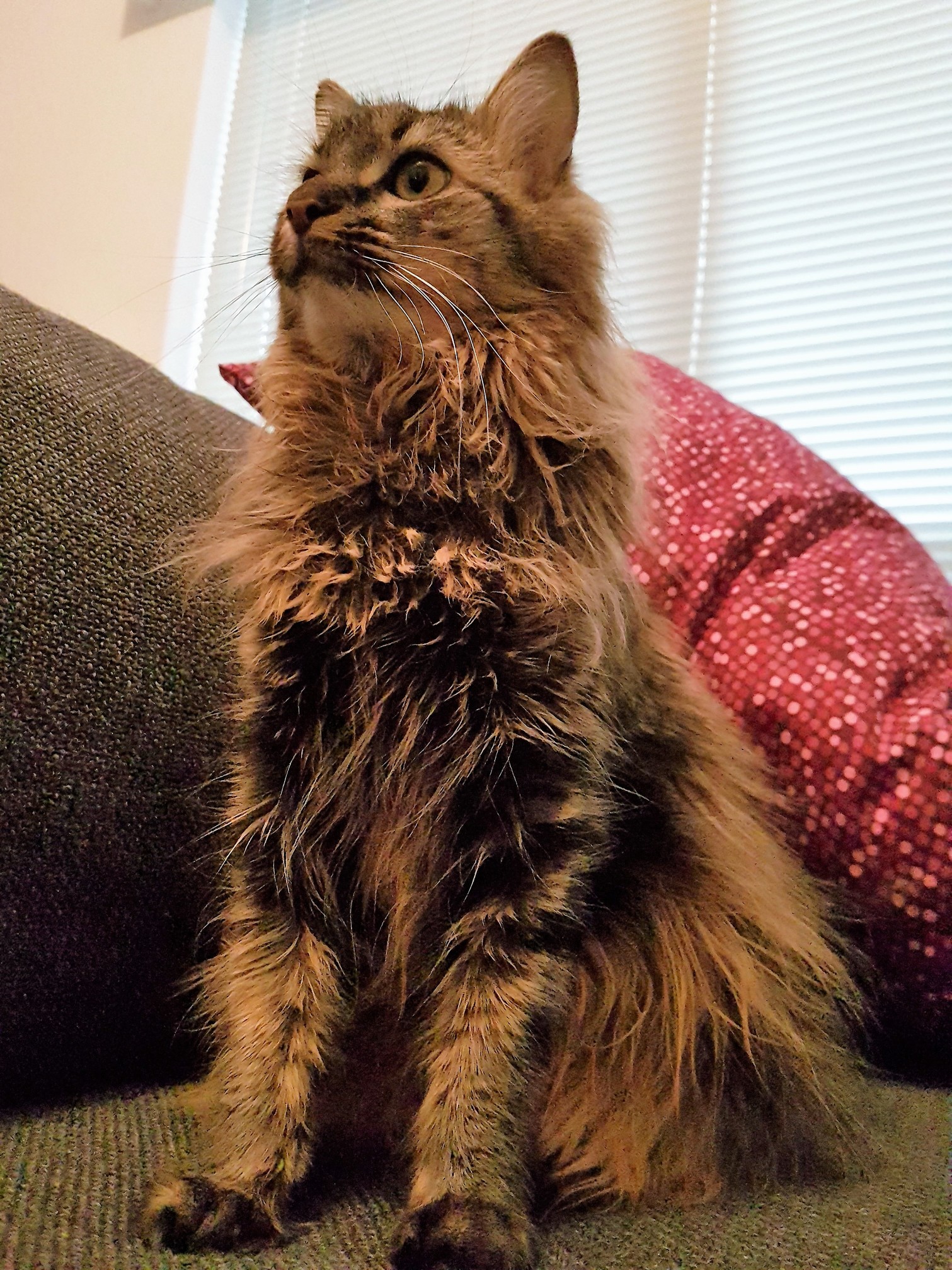 Savannah was being extra majestic today and just a little bit floofy