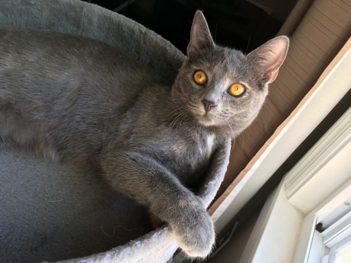 He Cracks Himself Up Cute cats HQ Pictures of cute cats and kittens