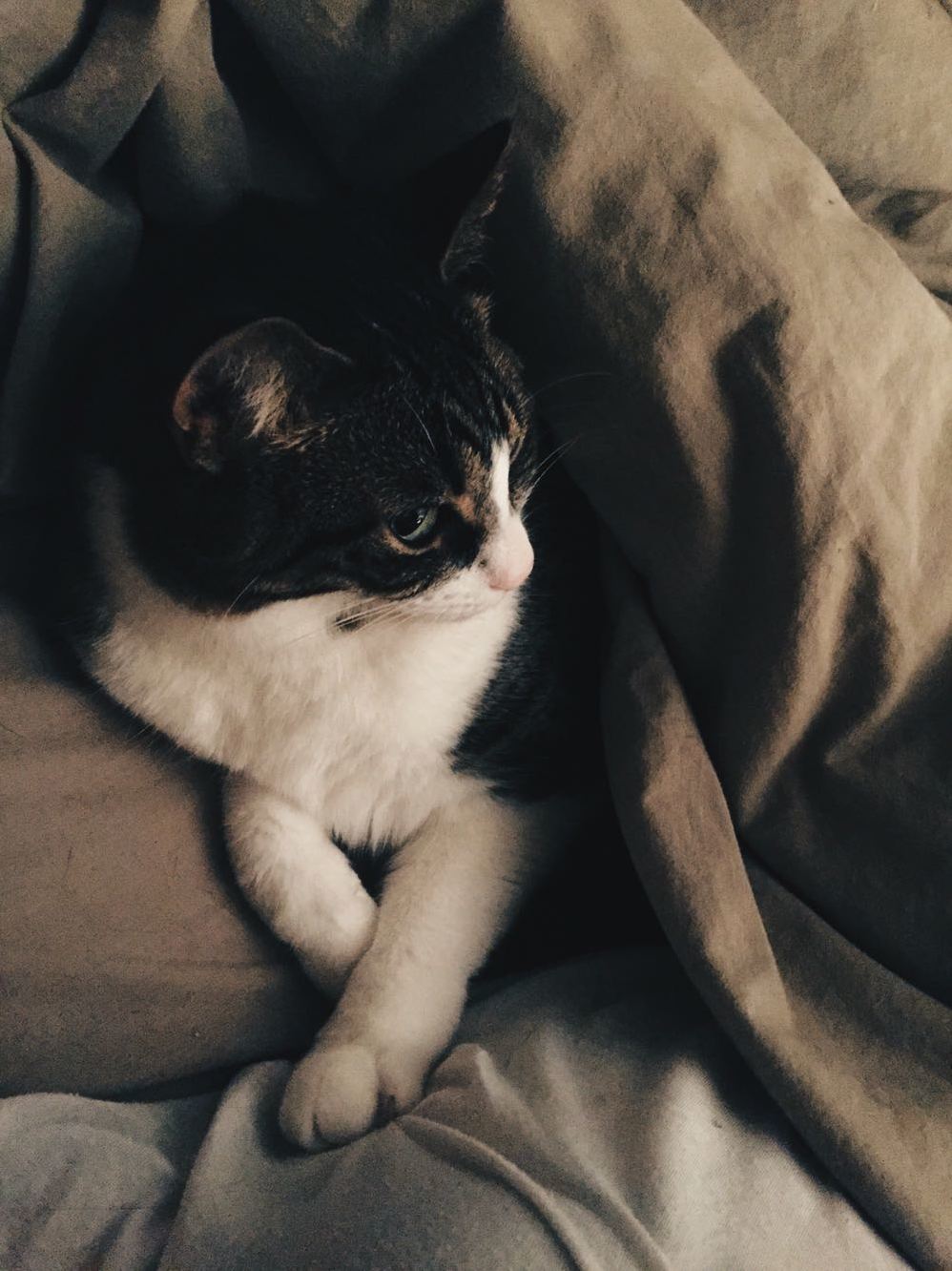 She likes being tucked in like a human