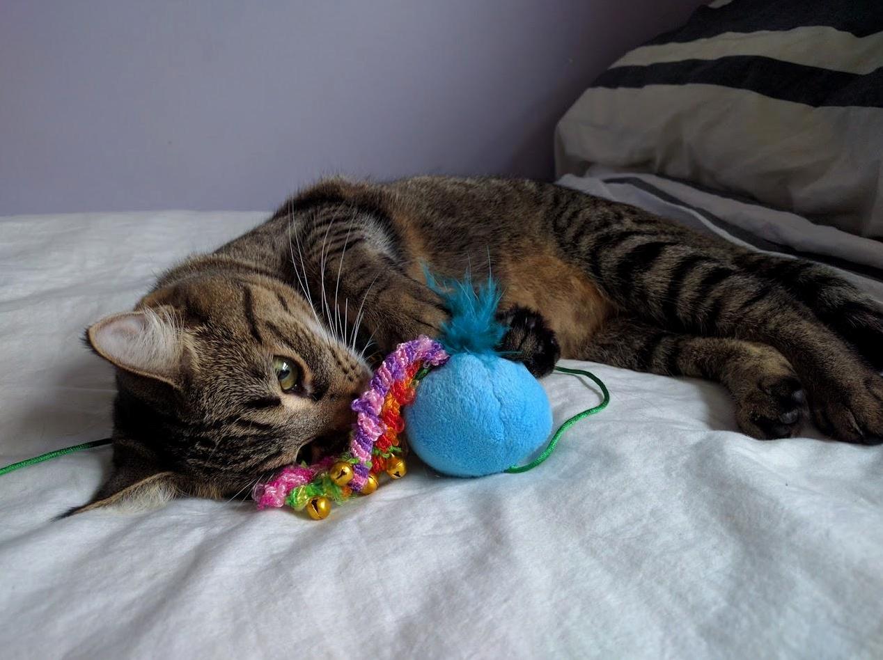She lost her other favorite toy but shes warming up to this one