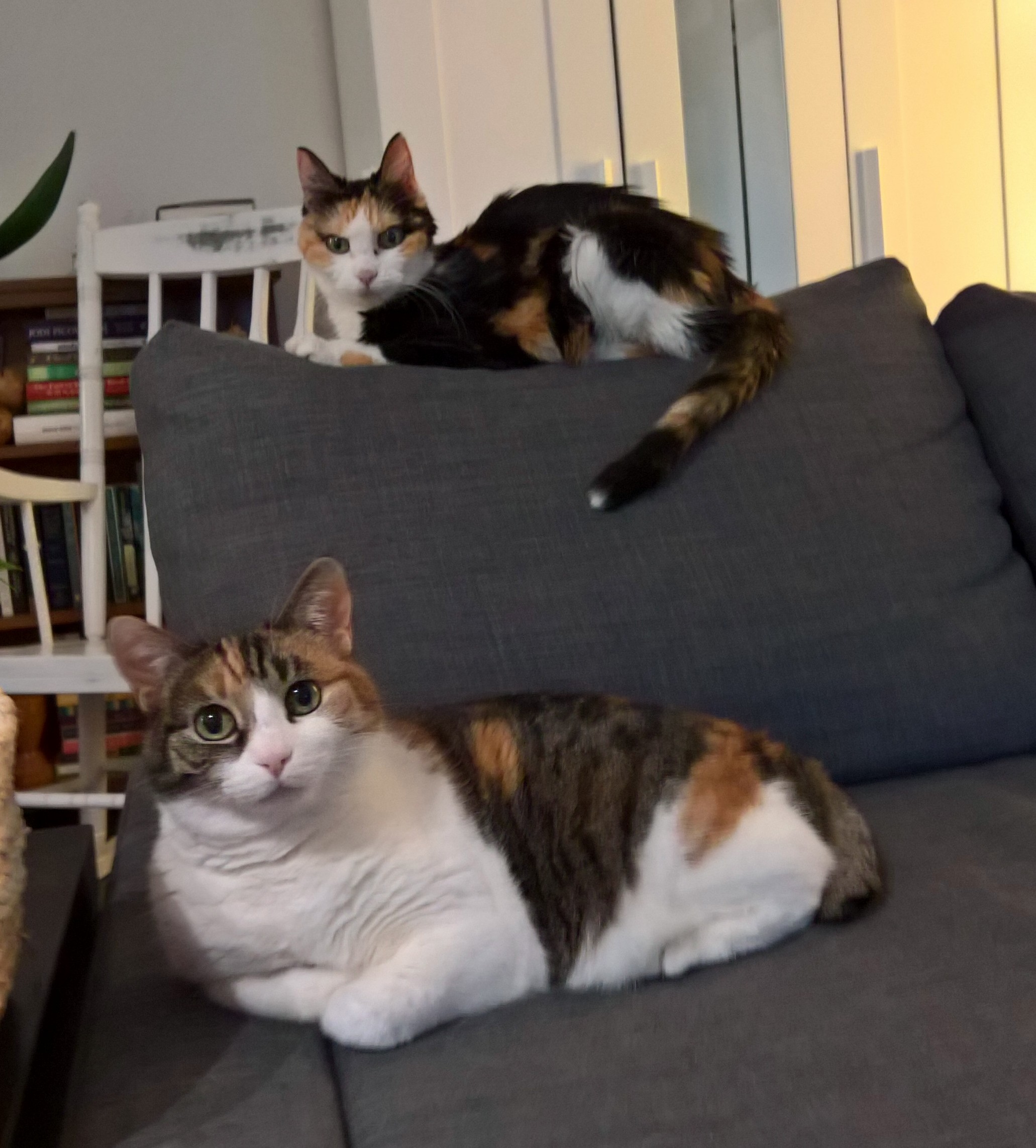 Skinny cat and fat cat sharing a rare moment of tranquility