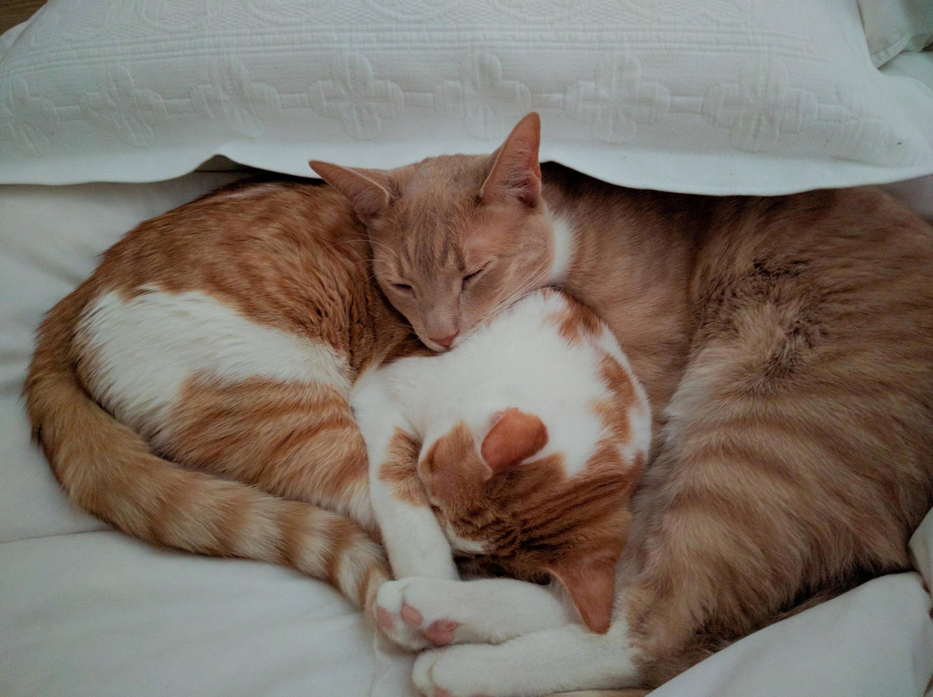 Snuggle buddies