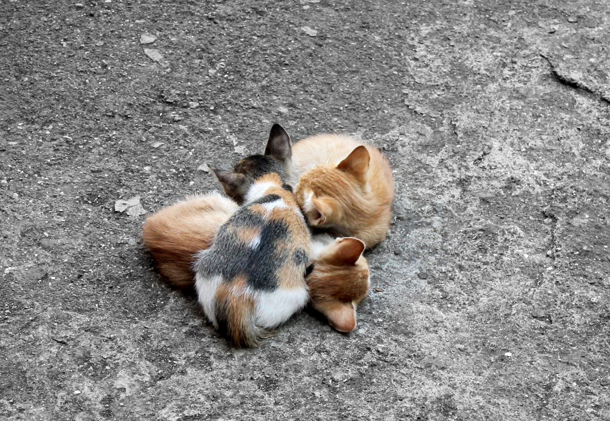 Snuggling kittens