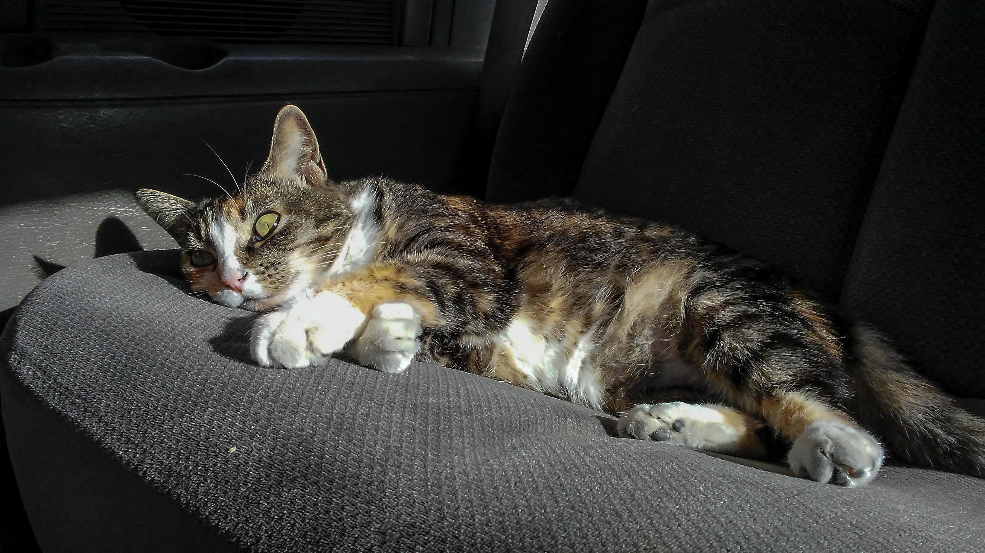 Tawny loves the old van. it was the comfy warm place as a kitten.