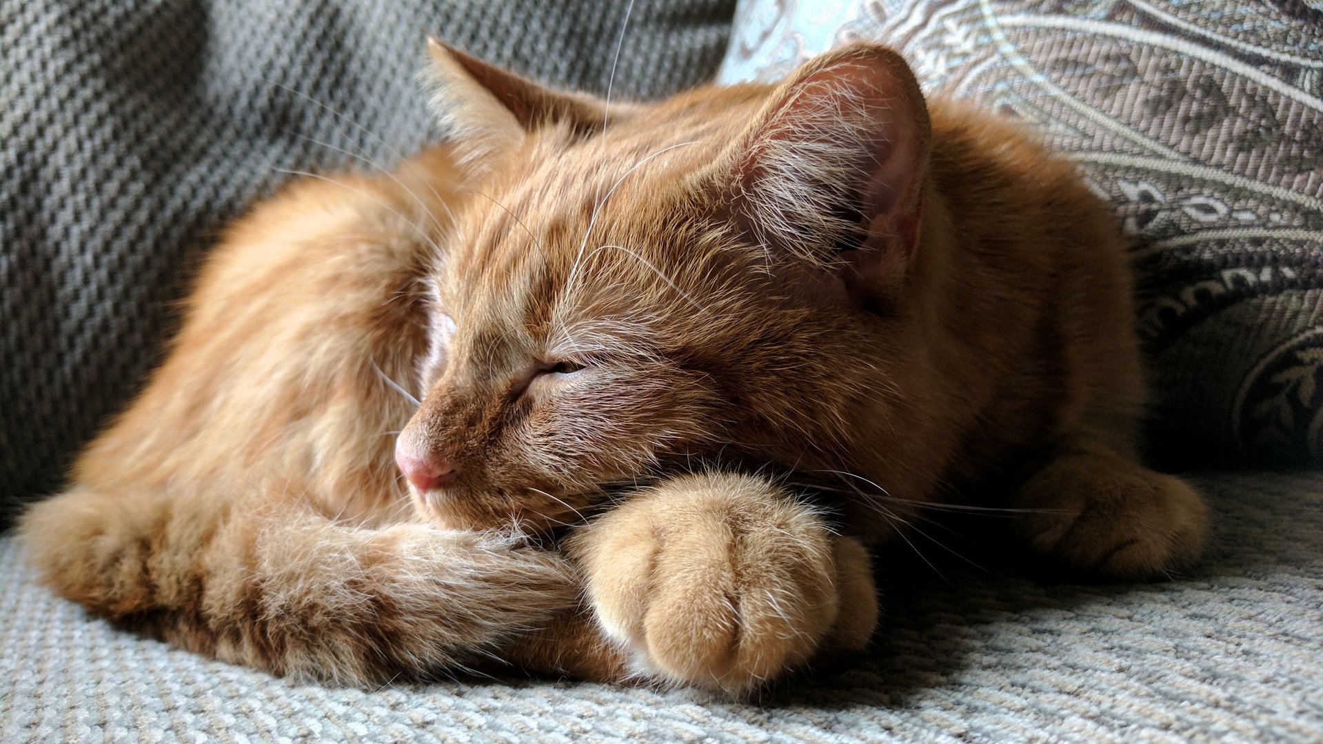 The pixel sure does take some pretty cat photos