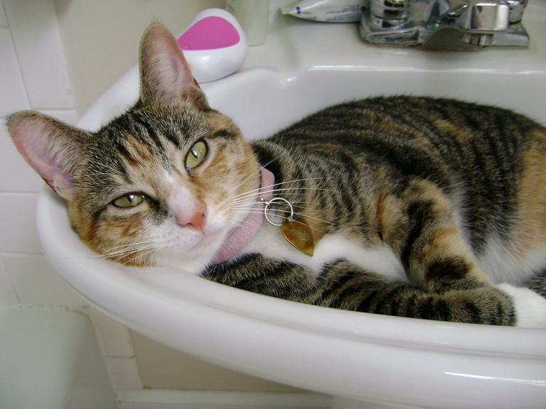 This cat was abandoned under the fish tanks in a petco. i adopted her and now i wake up to her in my sink many mornings.