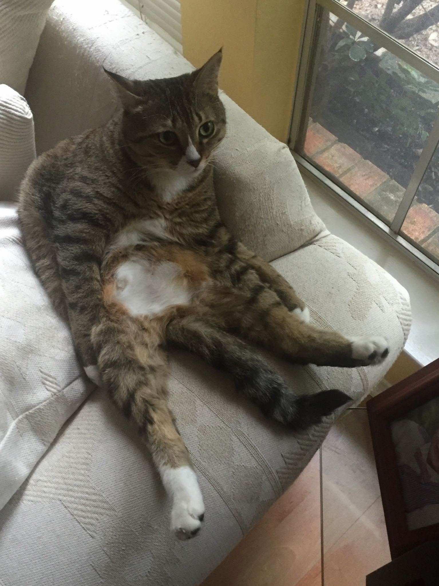 This is how my cat sits
