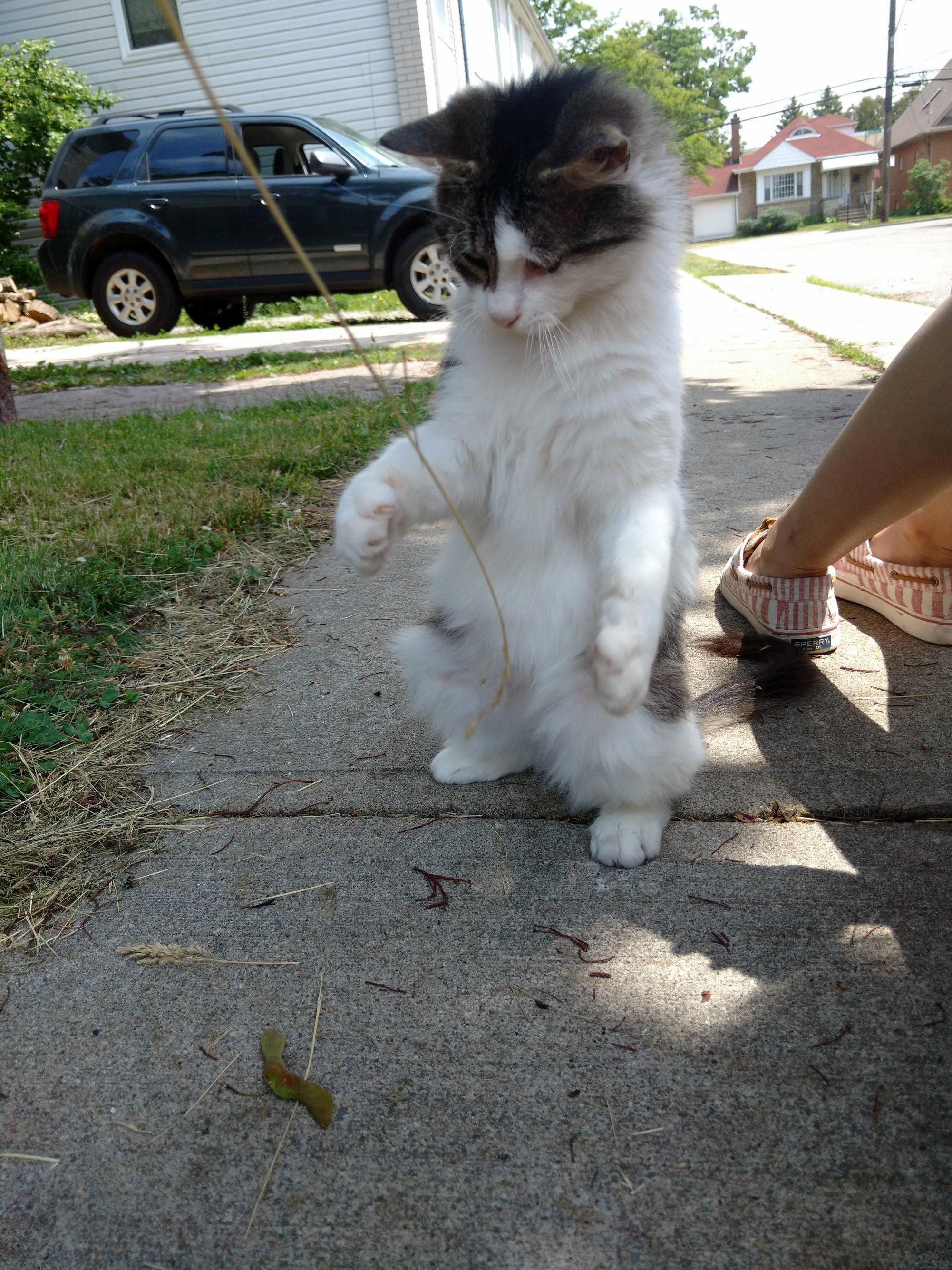 This is scrappycat. shes a pal from my neighborhood