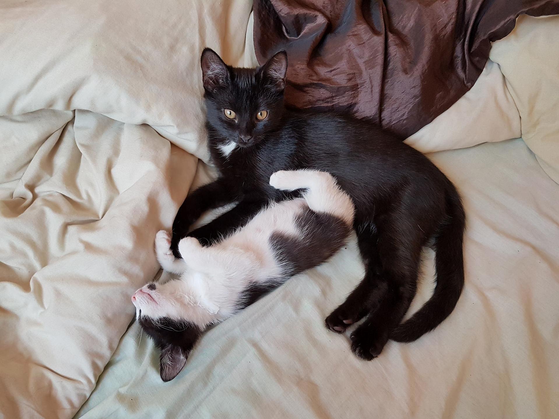 This is tango keeping his eye on sleeping mia – little kitten we found two weeks ago