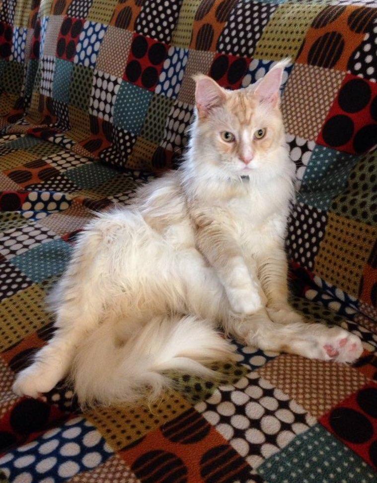 Today my cat decided to sit like people.
