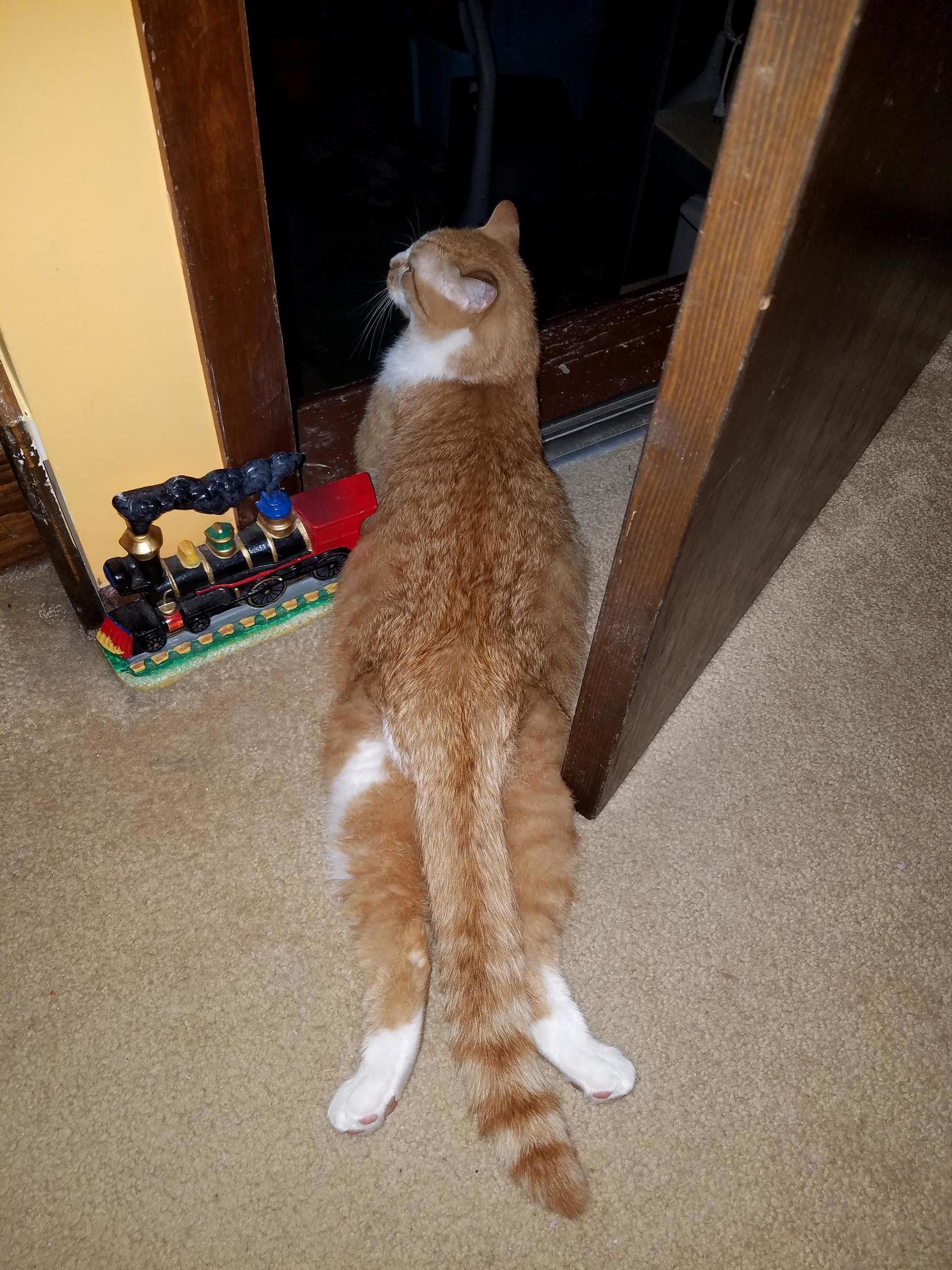 Waffles sploot in the doorway – none shall pass
