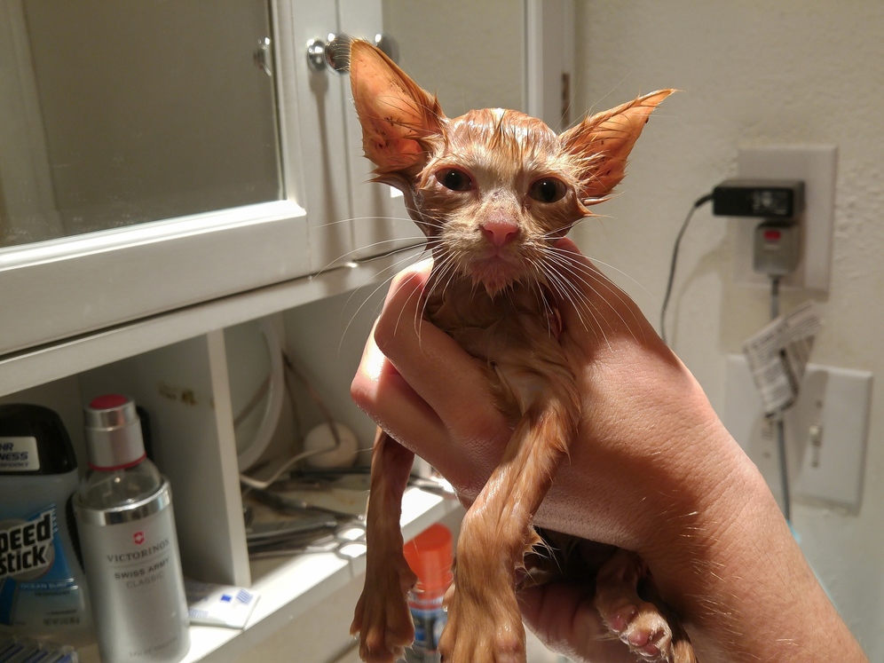 We found this little booger crying in the ditch in front of our house. first a visit to the vet and then – bathtime