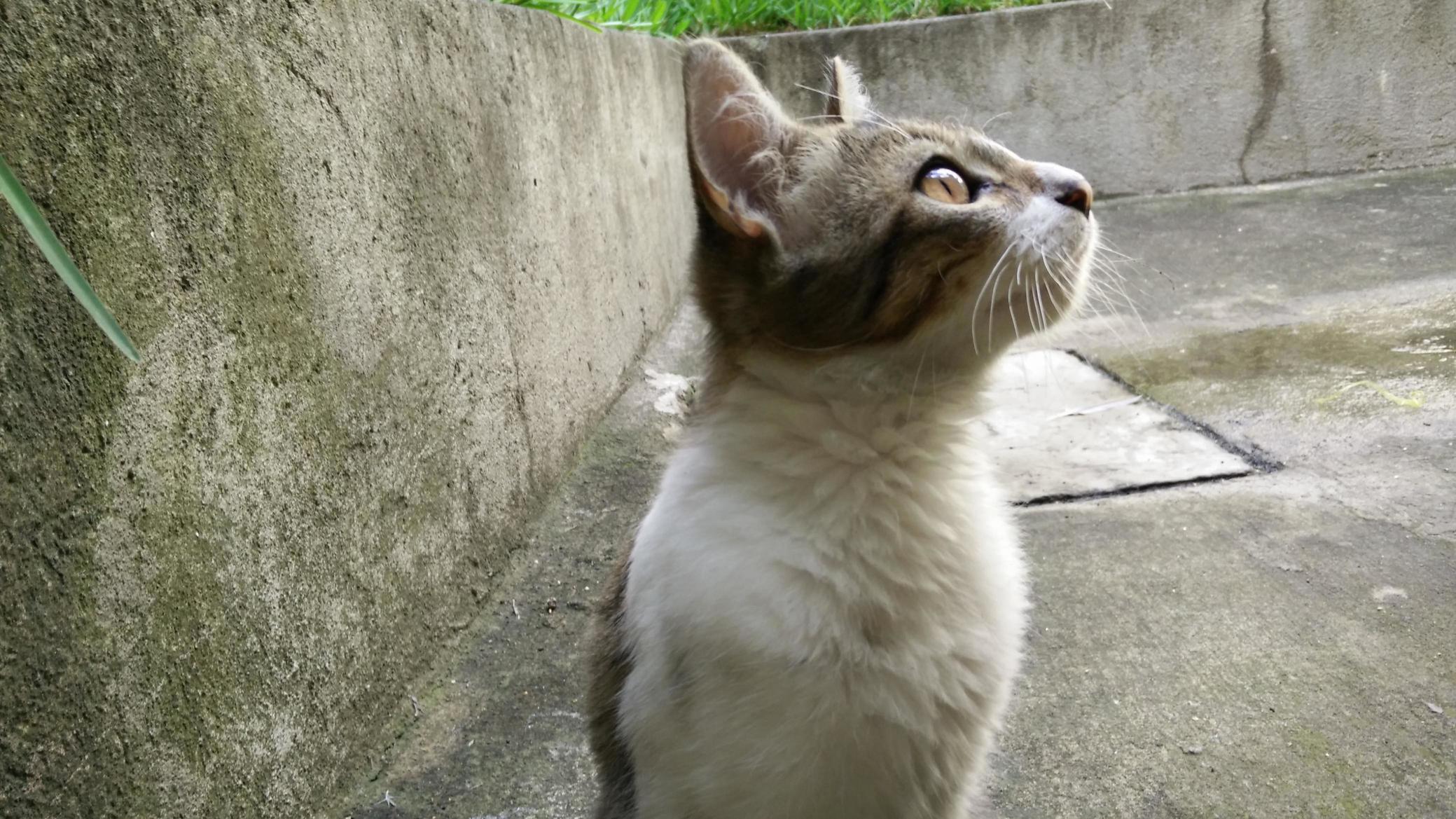 A picture i took of a stray kitty around my house a couple years ago