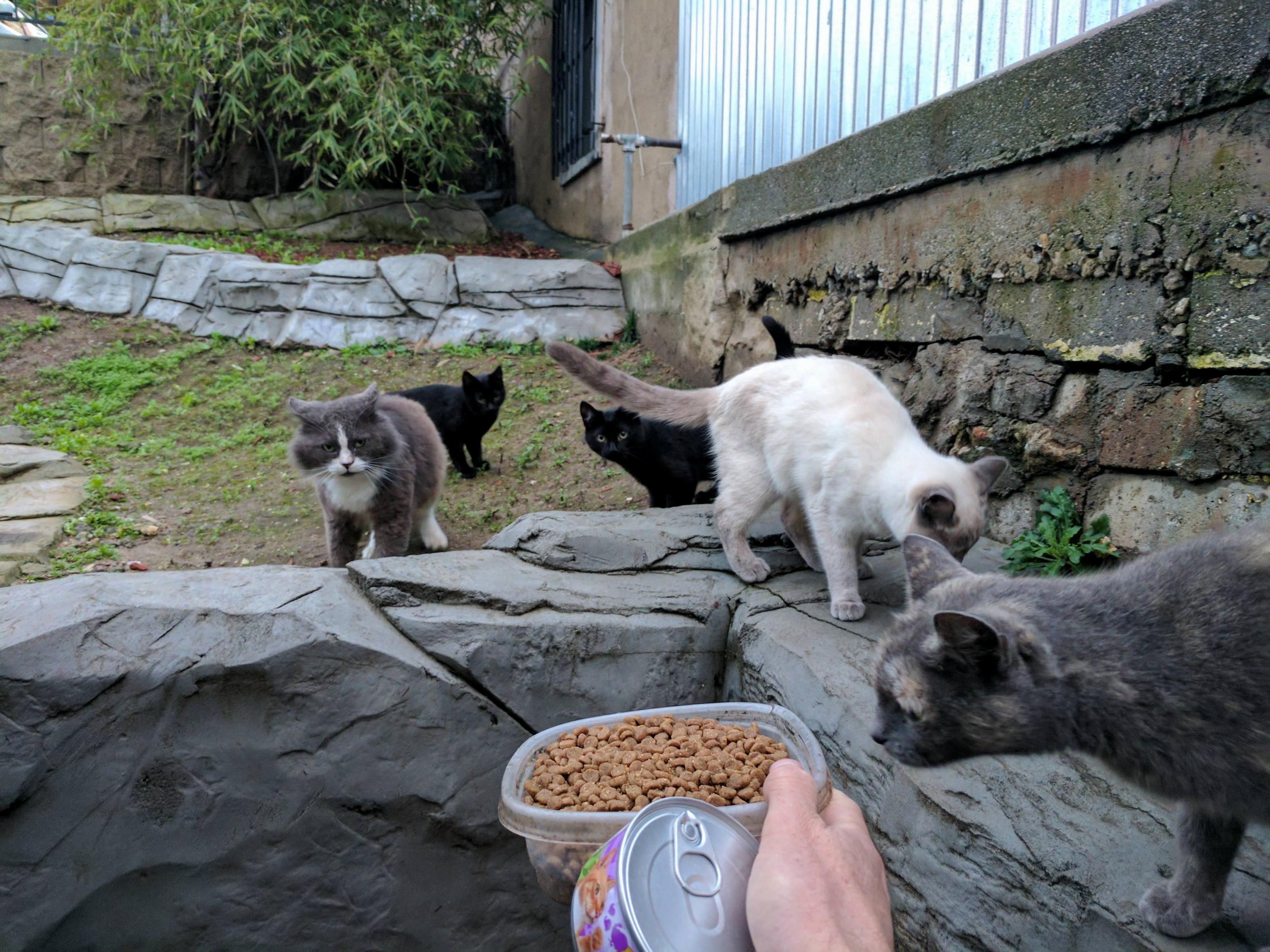 Alley cat dinner time