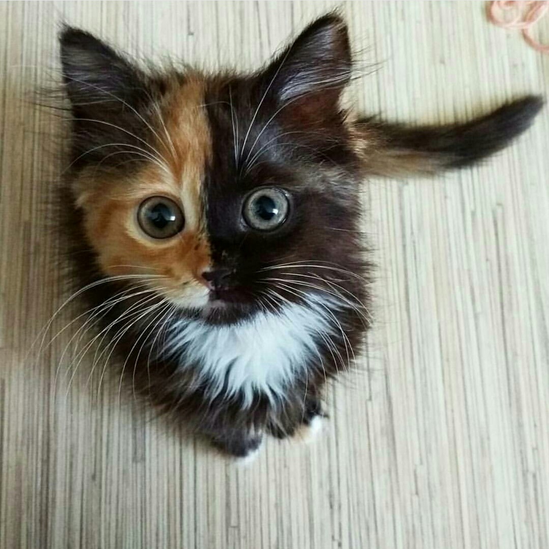 Cappuccino cat