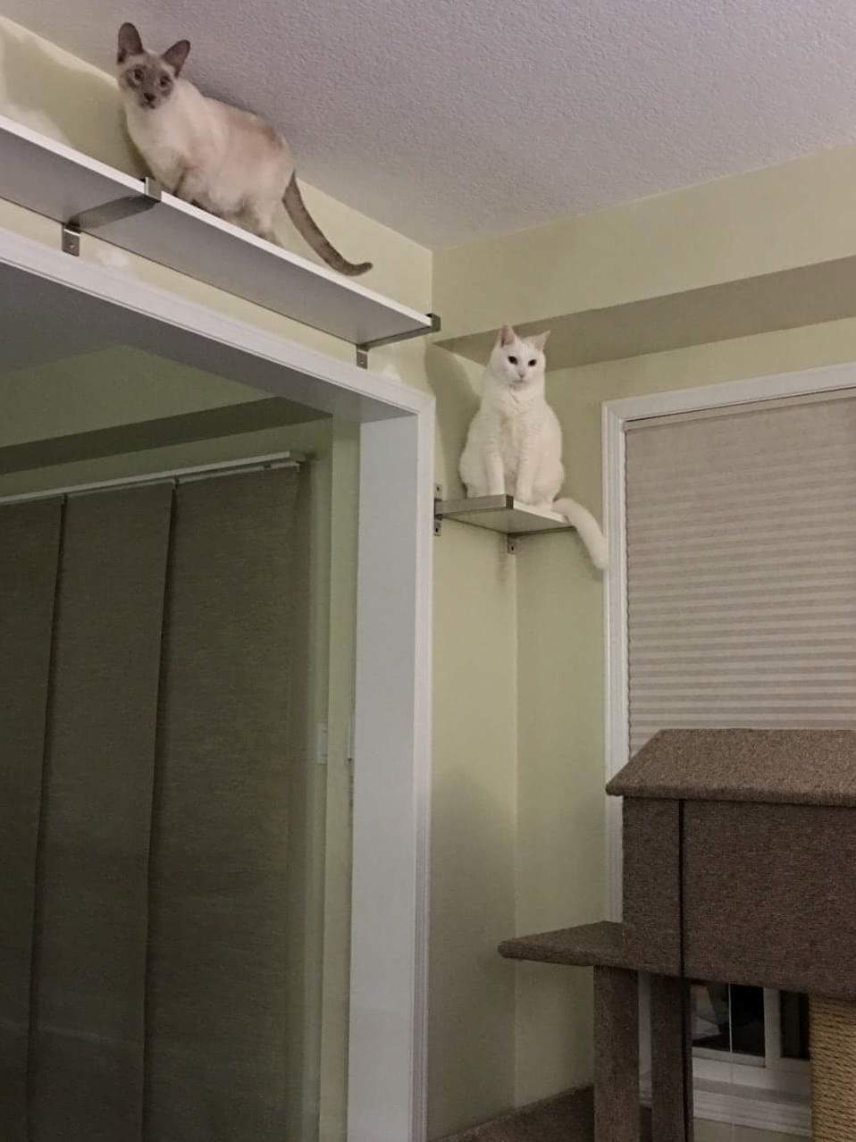 Ceiling cats