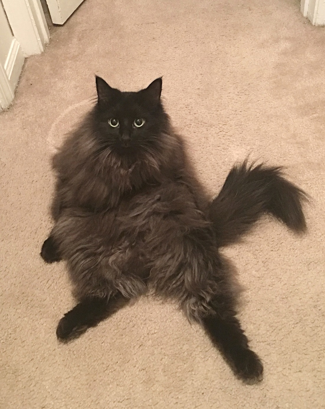 Doodles is not shy about showing off his floof