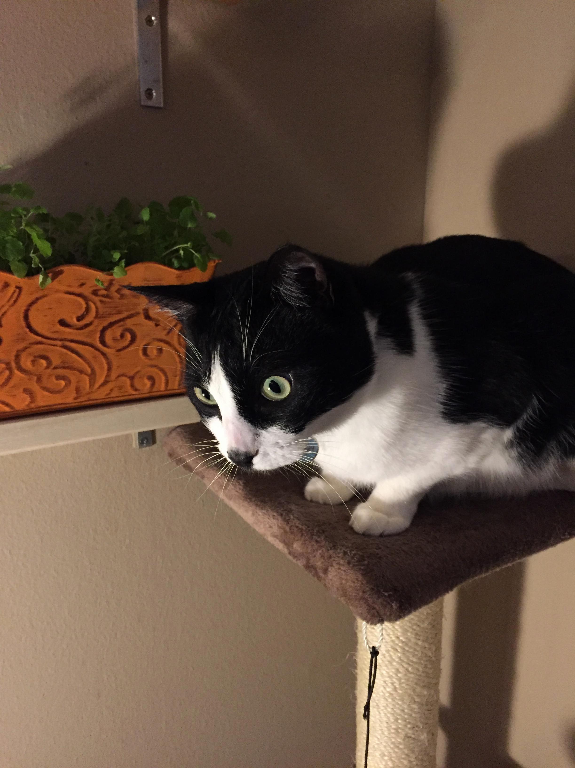 His face immediately after being introduced to his first catnip garden x post rpics