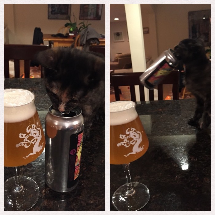 I think my kitten has a drinking problem