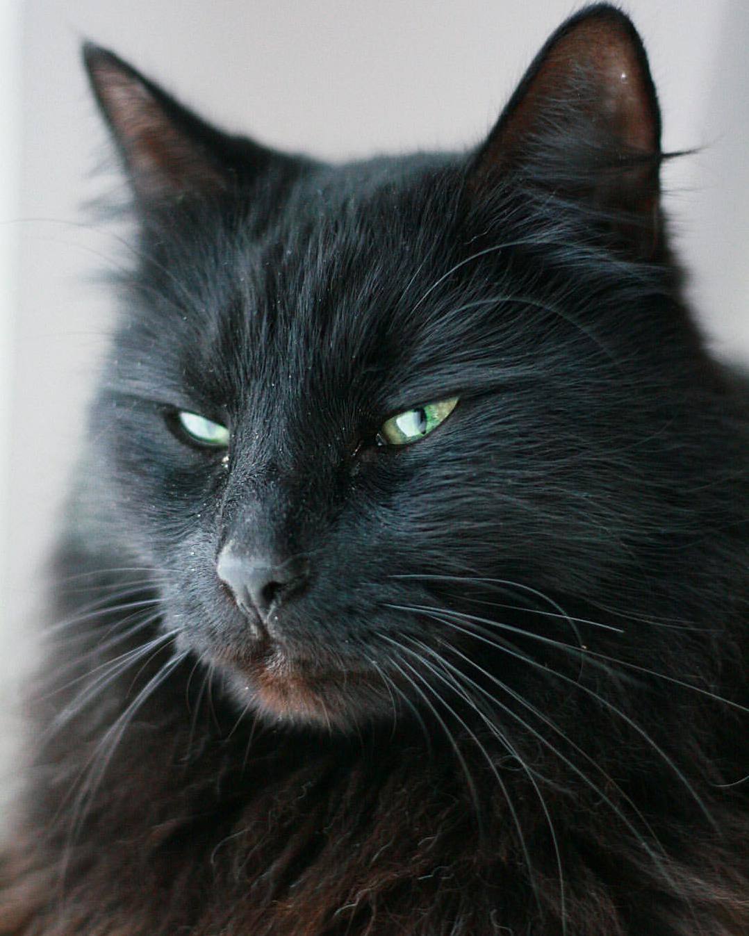 In honor of superstitious friday the 13th my favorite picture of my witchy magical black cat frankincense
