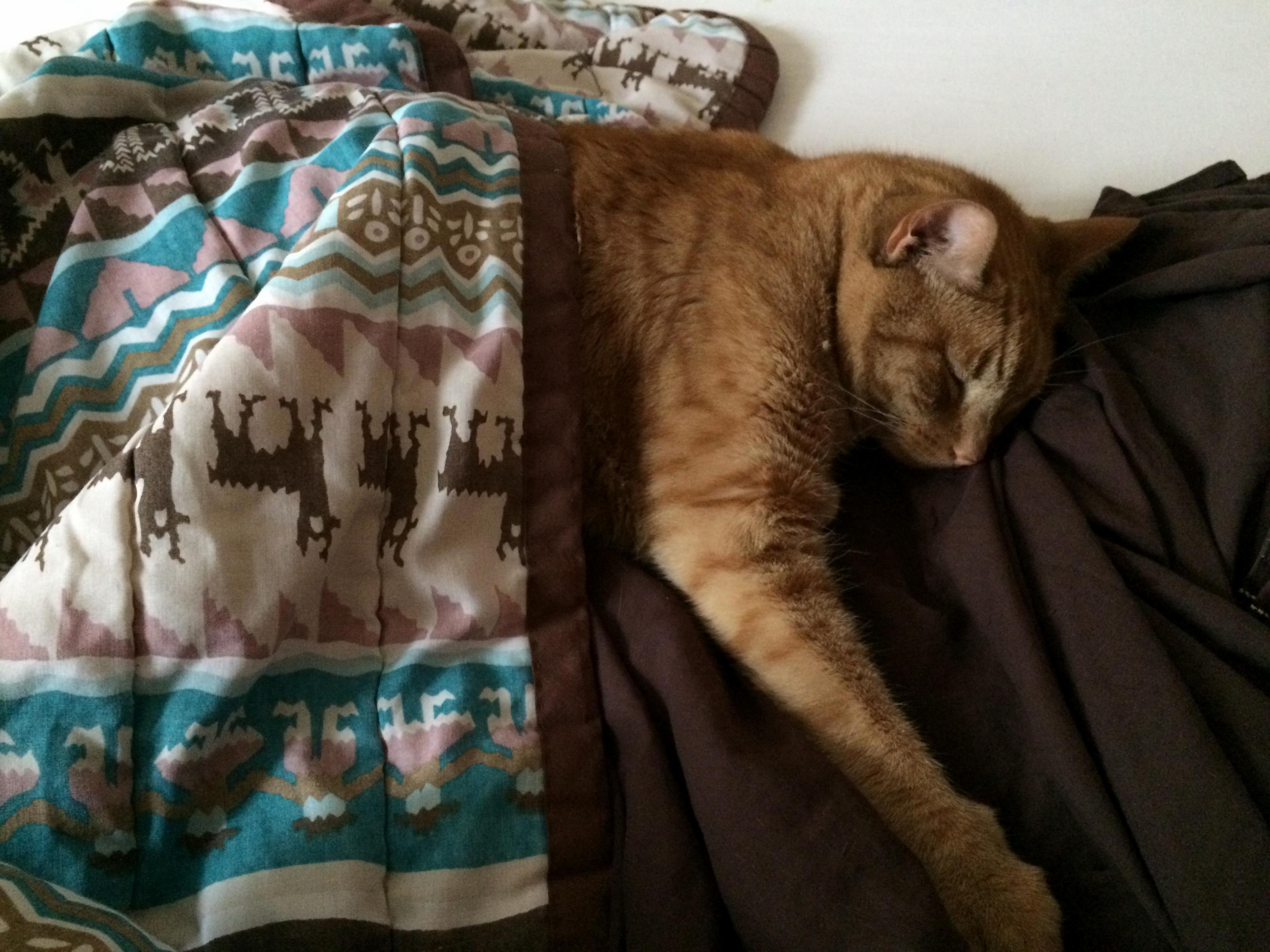 Joe age 14 loves sleeping under blankets