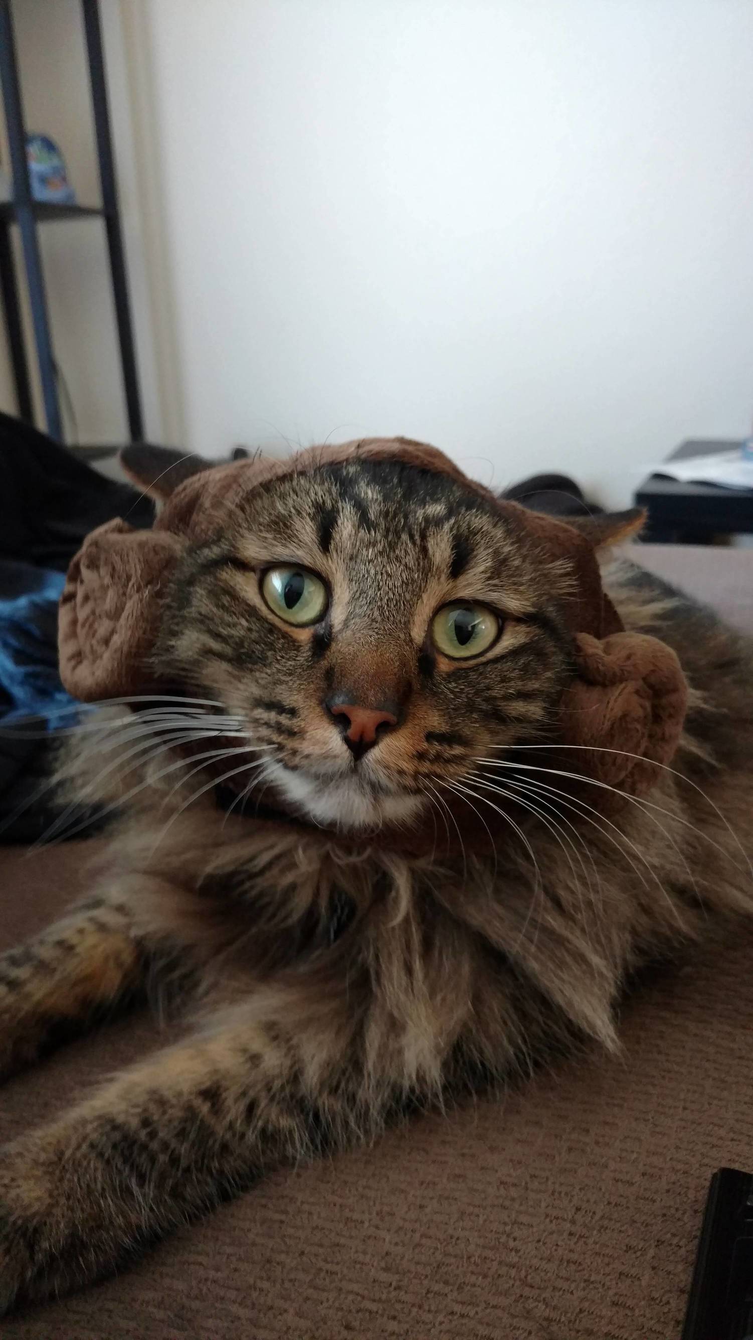 My cat allowed me to live after i put princess leia buns on him