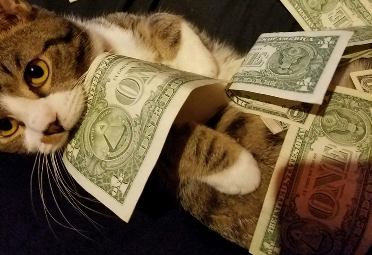 My cat says hes ready for the strip club.