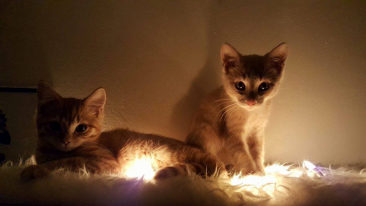 My girlfriend and i got these 2 brothers last month. poppi and anakin