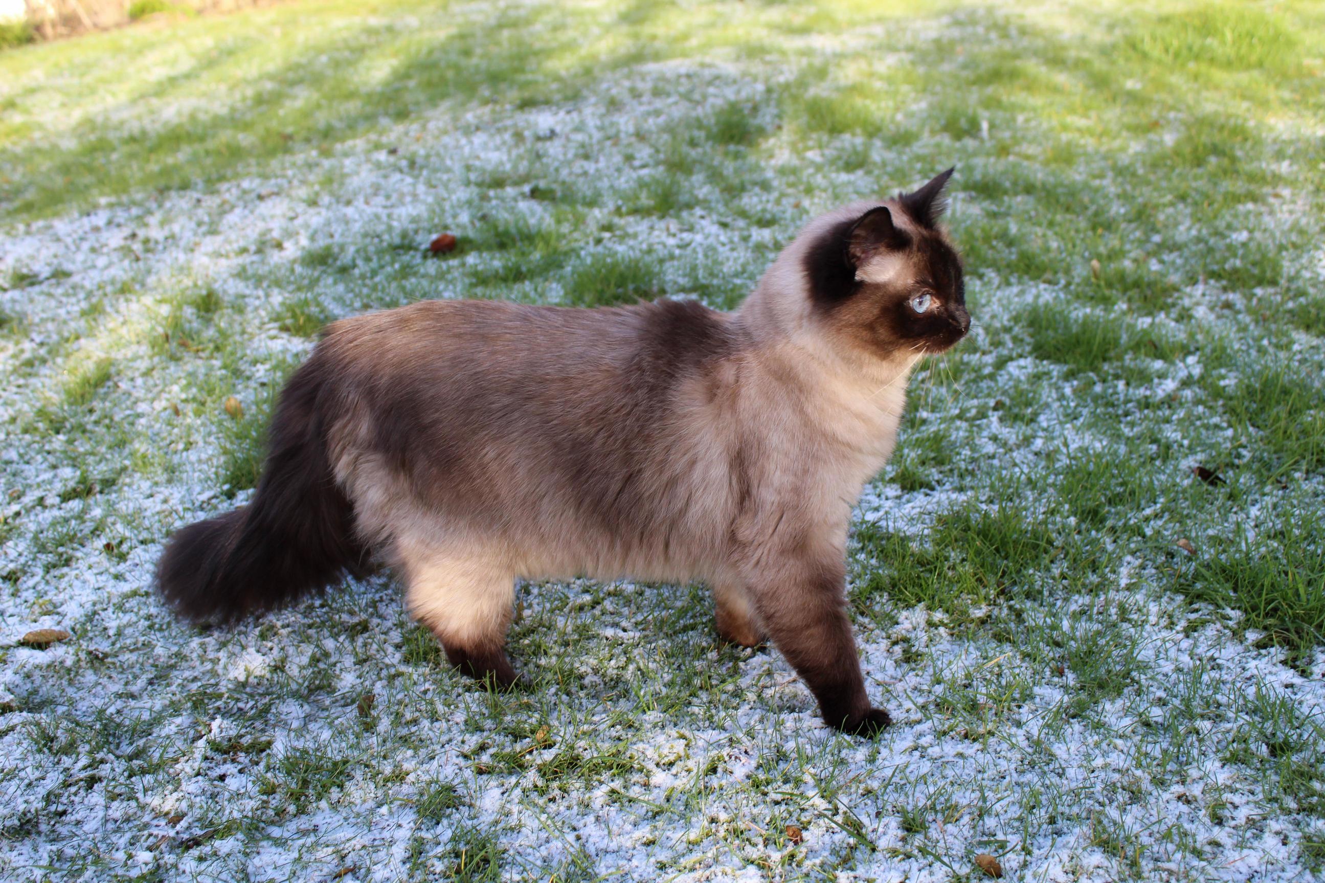 My gorgeous girl out in our frosty garden