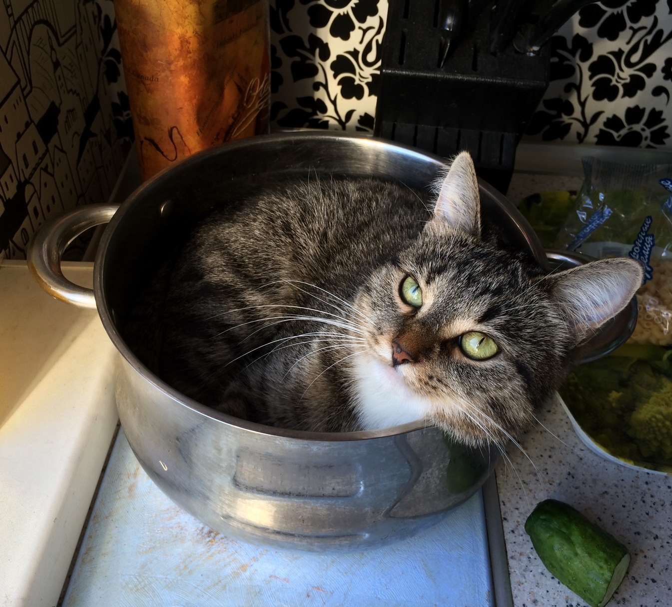 My kitty relax in pot