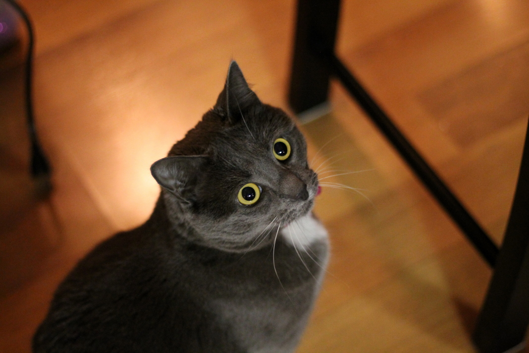 Picked up a new lens for my camera. heres my photogenic cat