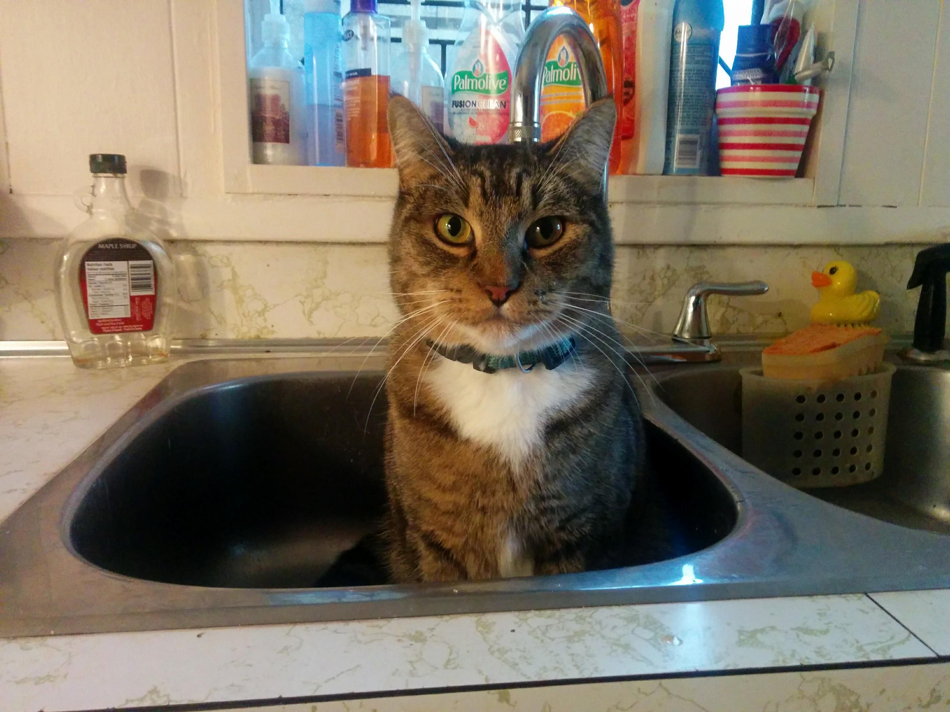 Rex loves to sit in the sink every morning.