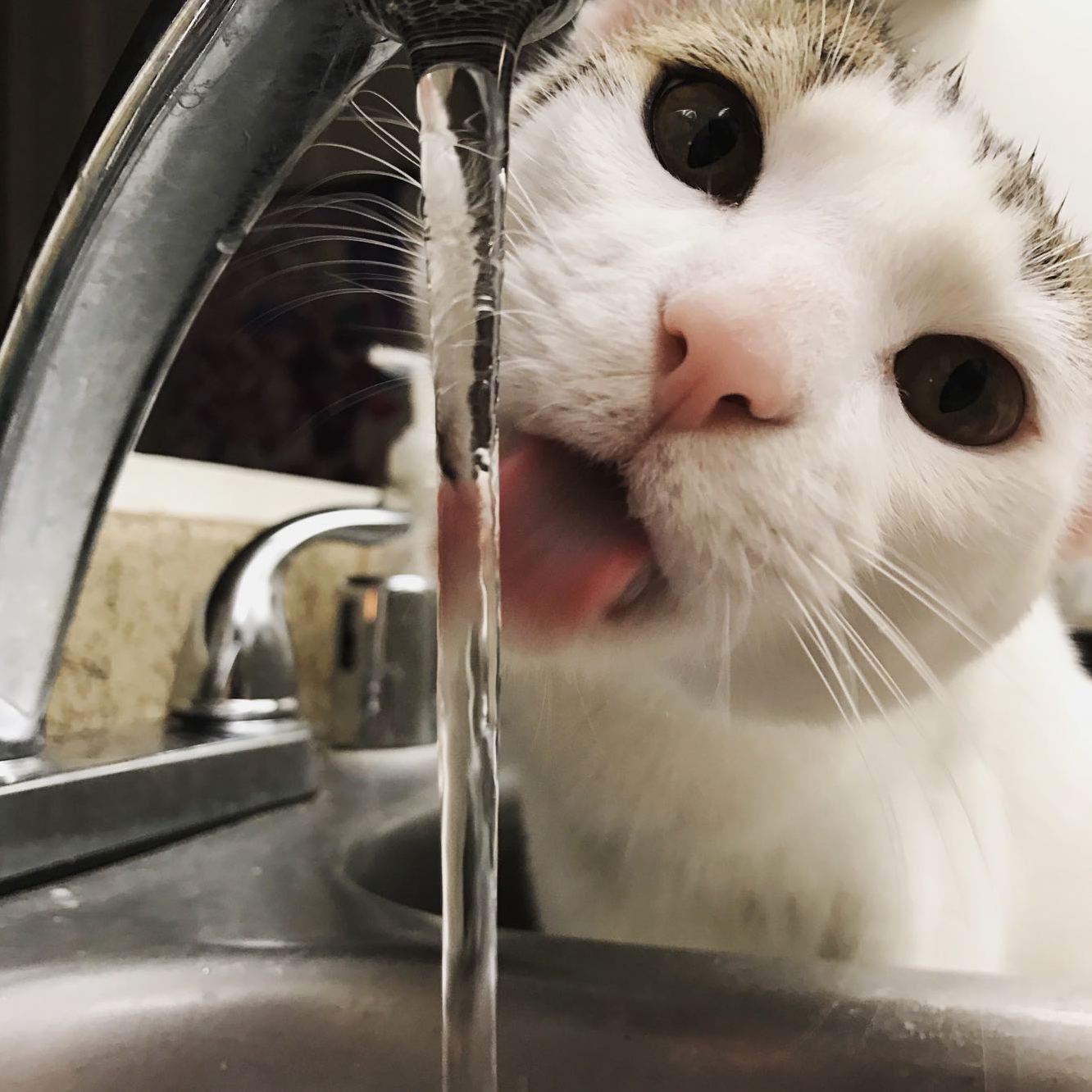 Simon sipping from the sink