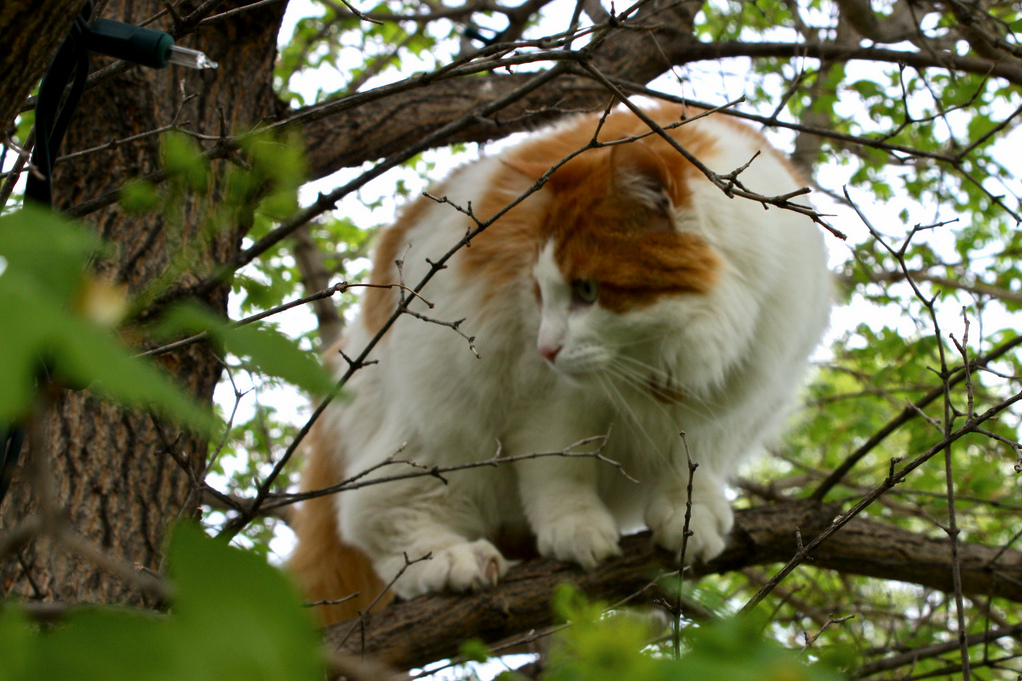 The rare canadian tree cat in his natural habitat