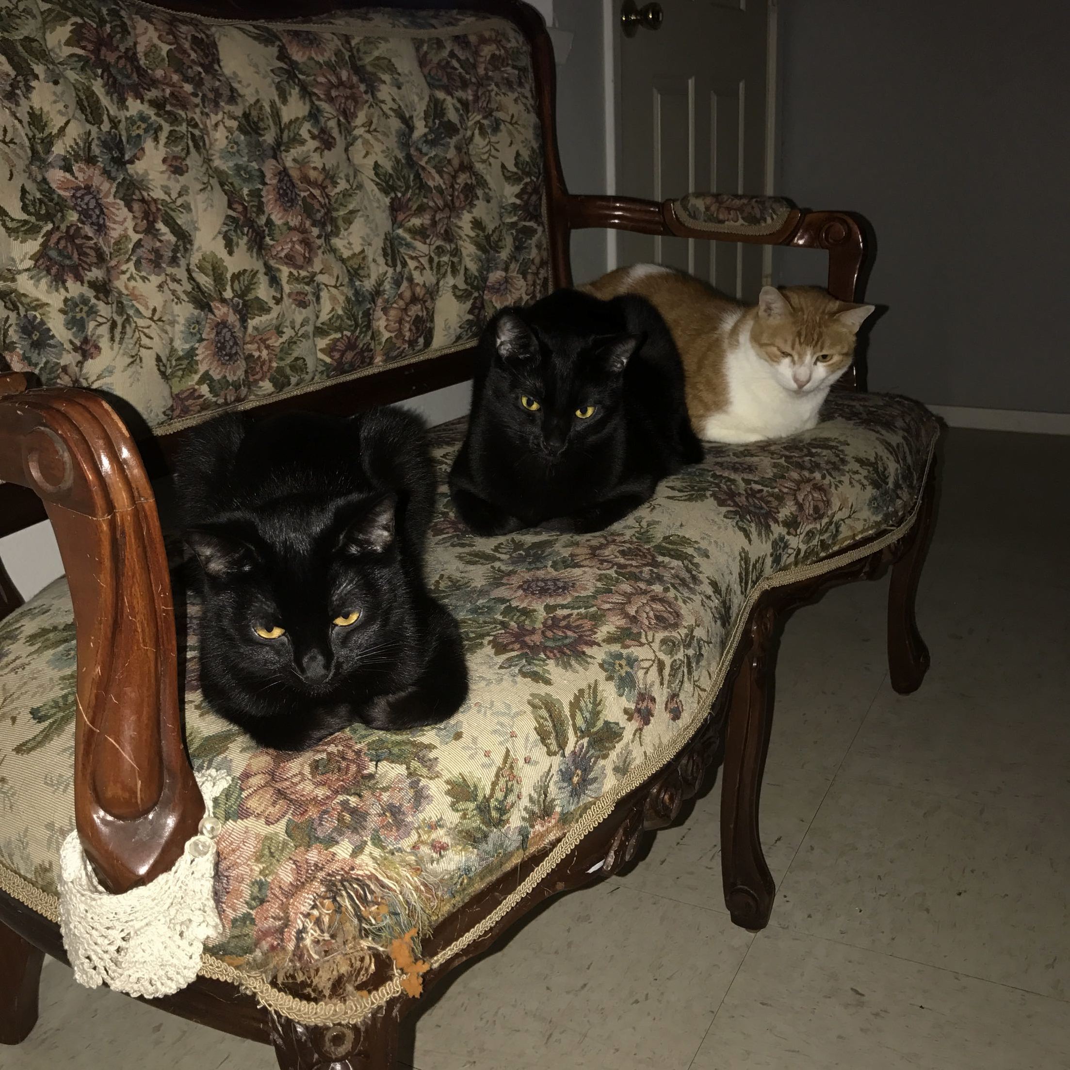 The three muscateers