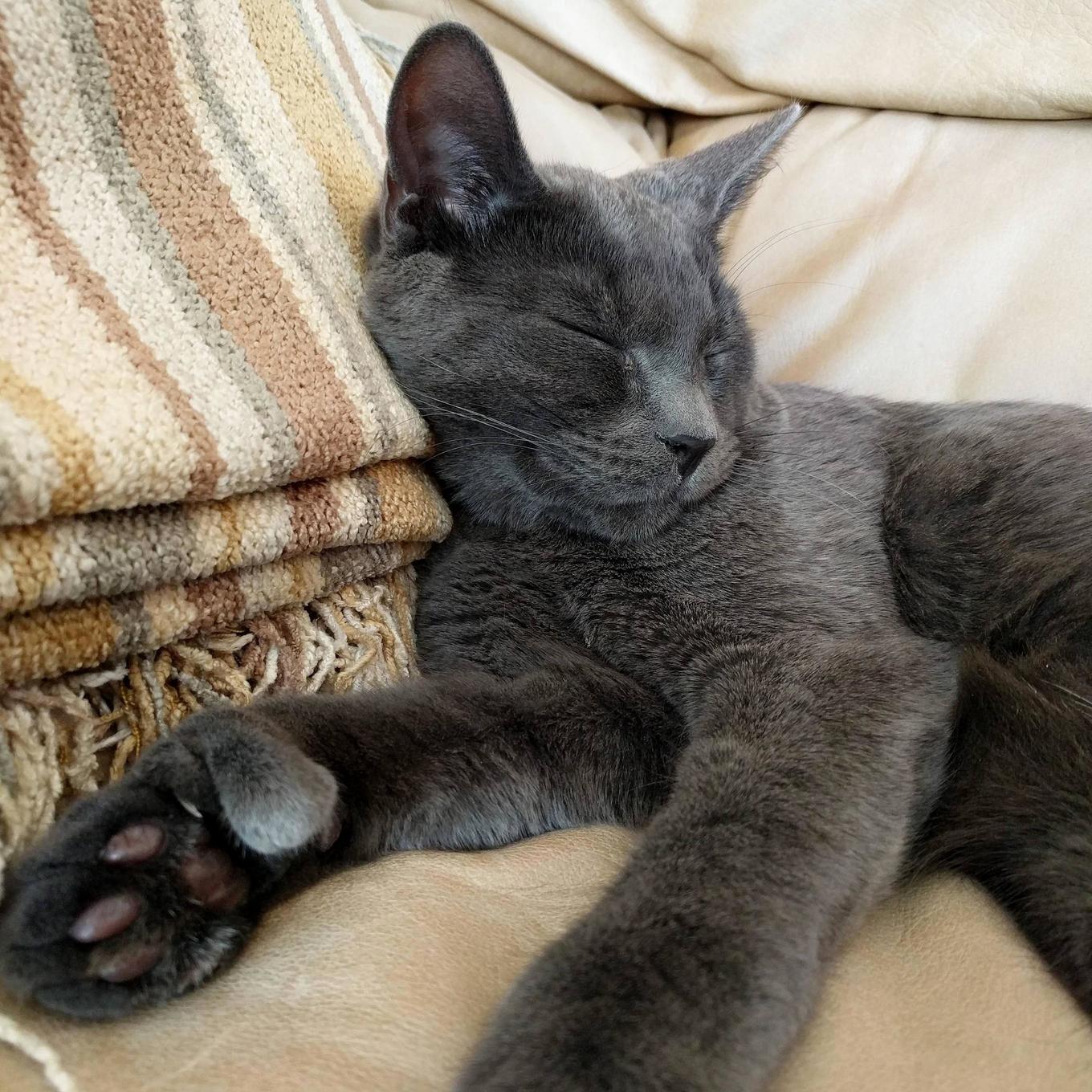 Thumbs up for cat naps
