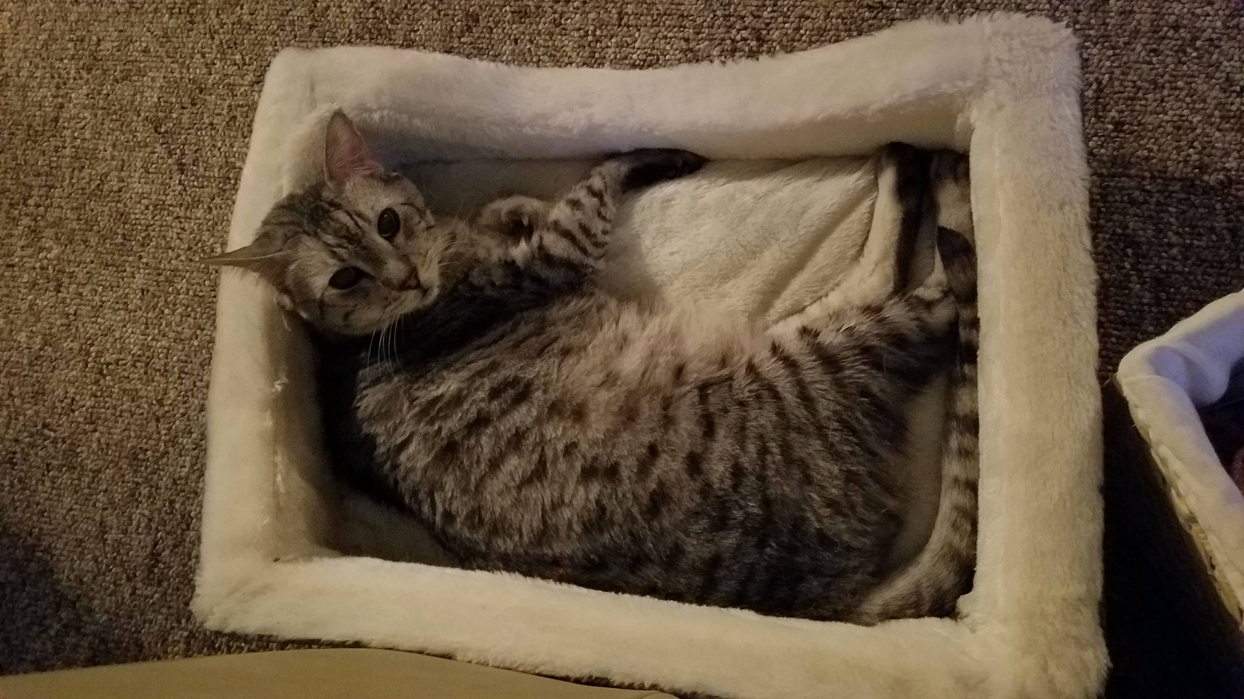 When your cat finally sits in the bed you bought him after 6 months of ignoring it.