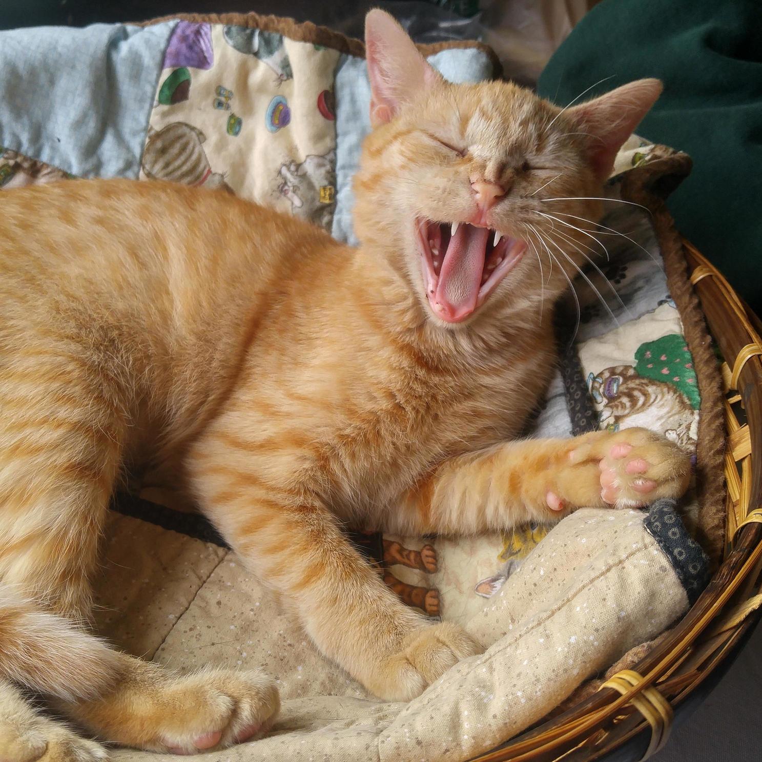 And now youre yawning too.