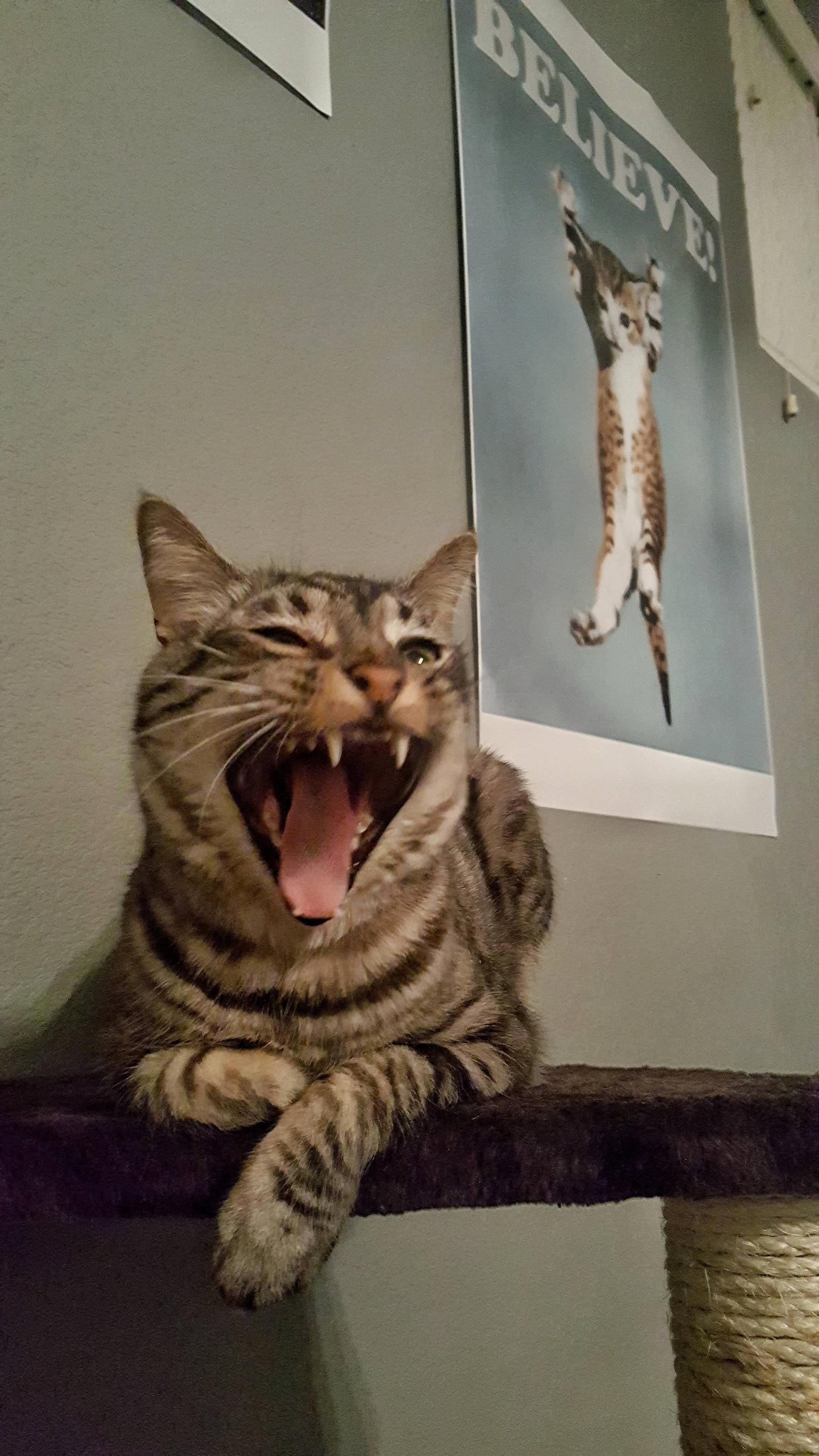 Cat poster