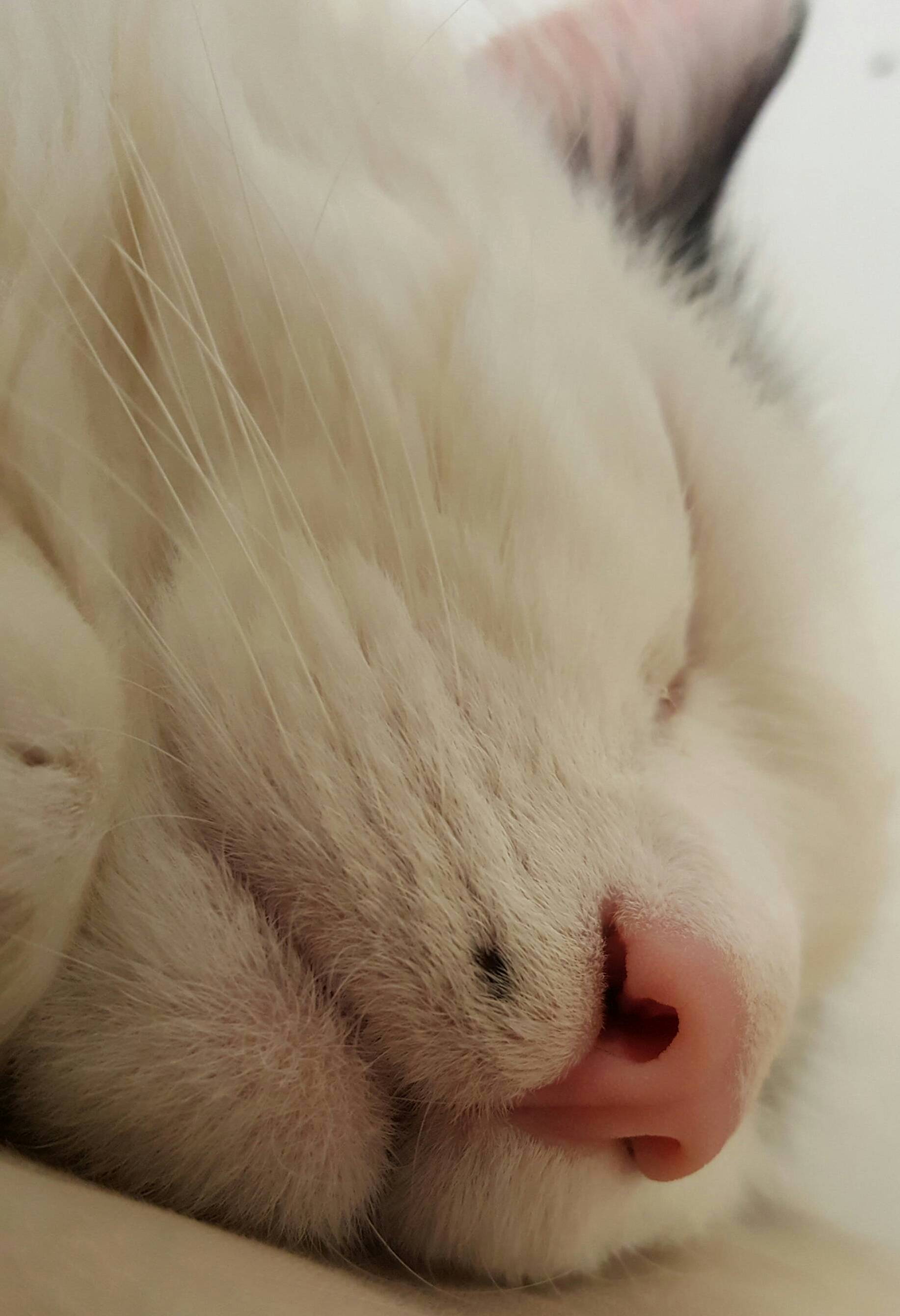Close up of my cats boopable nose and monroe mole