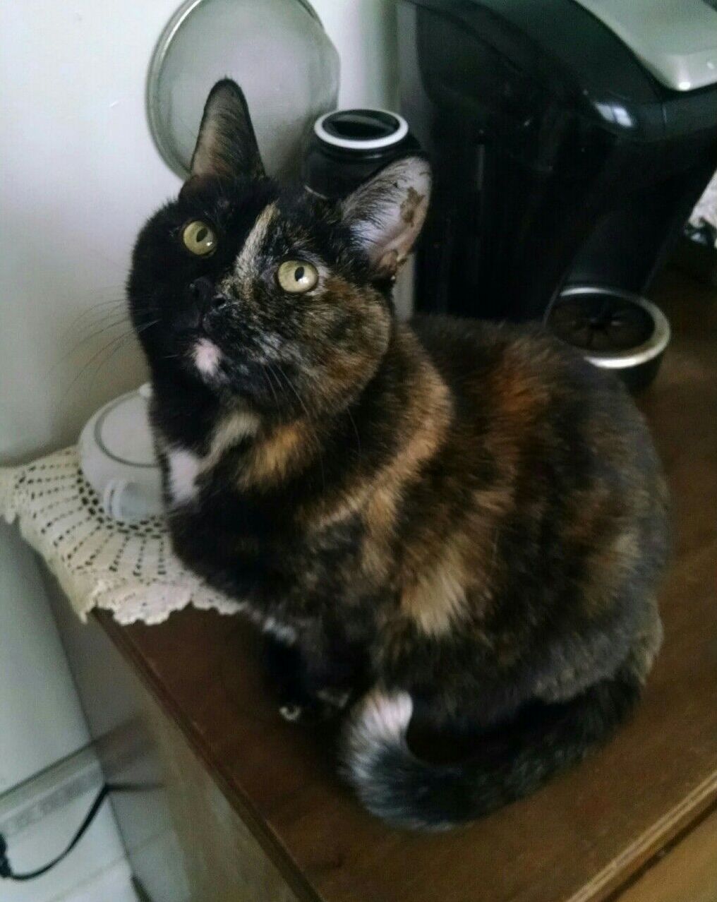 I had to say goodbye to my pretty kitty toffee today. she was well loved and will be very missed.