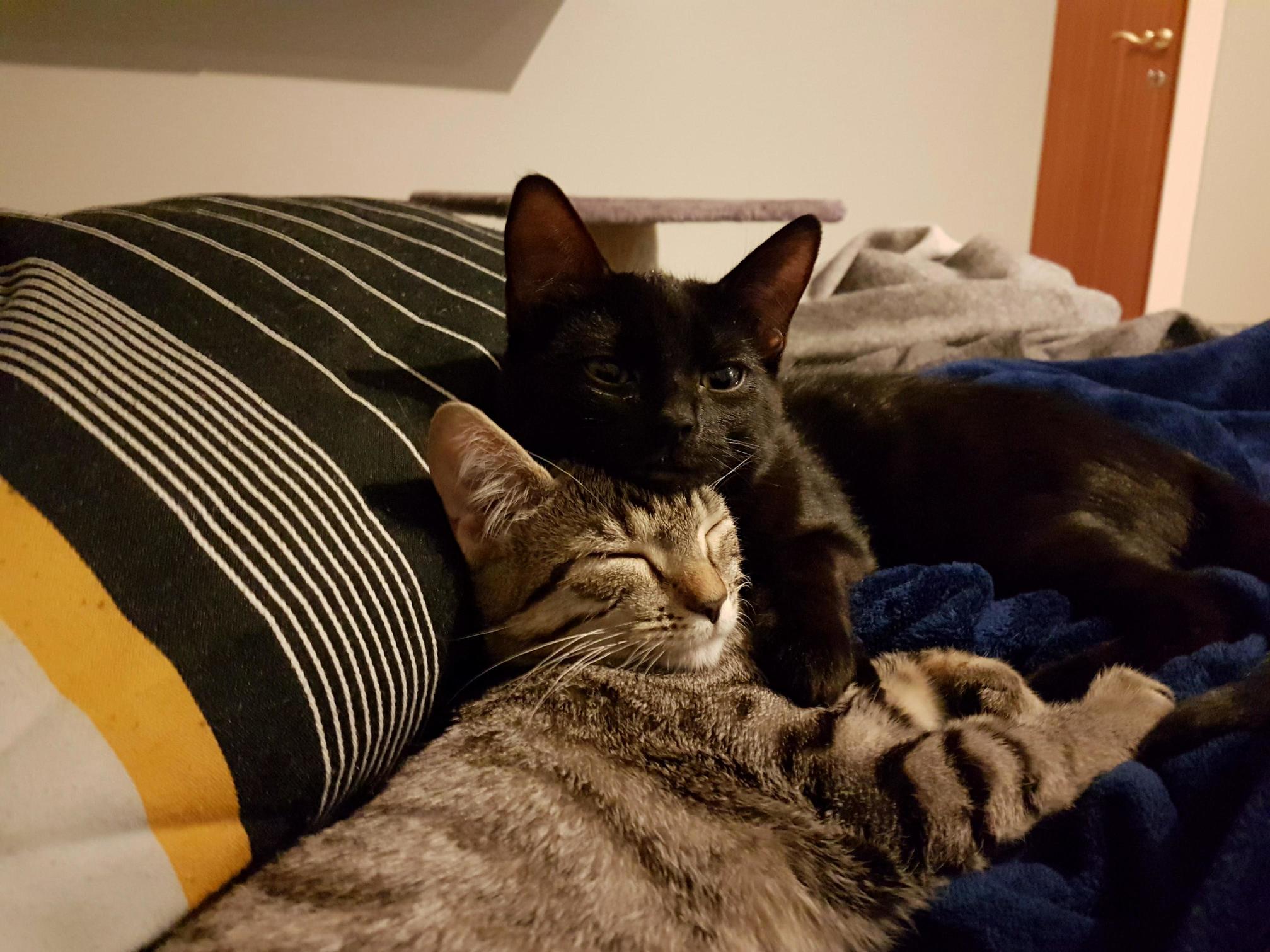 Kittens chilling on a friday night